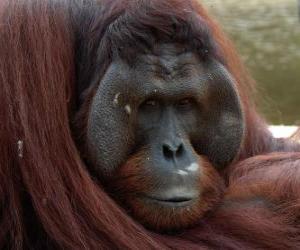 пазл Орангутанг Борнео